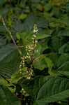 Fringed black bindweed